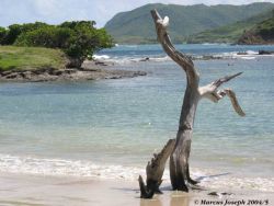 Tree at Cas En Bas Beach, St. Lucia, Caribbean, taken wit... by Marcus Joseph 